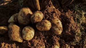 Сорт картофеля Люсинда, устойчивый к жаре. В наличии семенной картофель +7 812 6030305