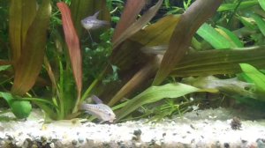 Карликовый гурами