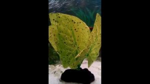 селекция гуппи часть 9 адаптация к низким температурам