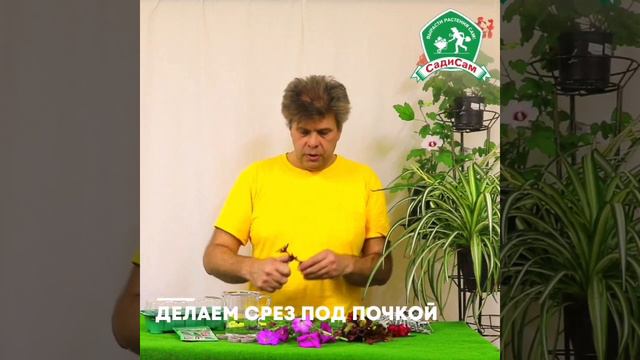 Осеннее черенкование растений смотреть онлайн
