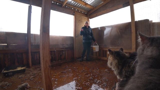 КОШАТНИК ПОПЛЫЛ! ВЕСЕННИЕ СЮПРИЗЫ В ПРИЮТЕ ДЛЯ ЖИВОТНЫХ! смотреть онлайн