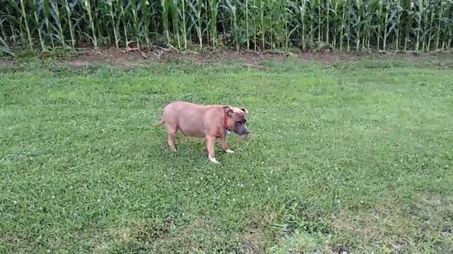 Собака чихает, как лошадь смотреть онлайн