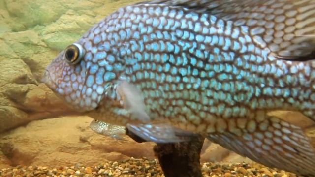 Акватеррариум в Перми смотреть онлайн