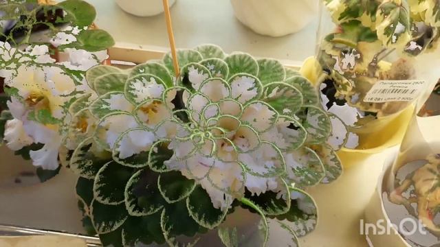 Новинки фиалок на выставке в Доме фиалки 26 мая 2023г. Часть 2 #фиалки #новинки #выставкафиалок смотреть онлайн