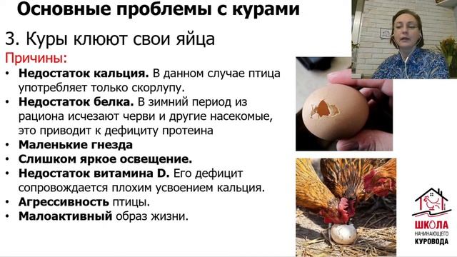 Куры не несутся, линяют, дерутся. В чем причина? Это надо знать! Школа куровода. Урок13. смотреть онлайн