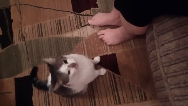 Кот! Ты же не собака!!! смотреть онлайн