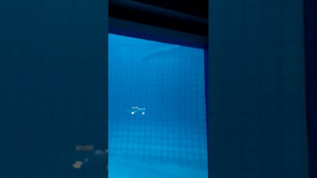 белуга и дельфины! ?? смотреть онлайн