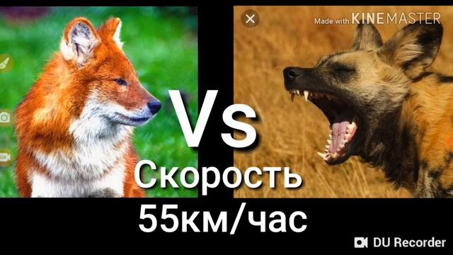 Красный волк против Гиеновидного собаки!Кто кого? смотреть онлайн