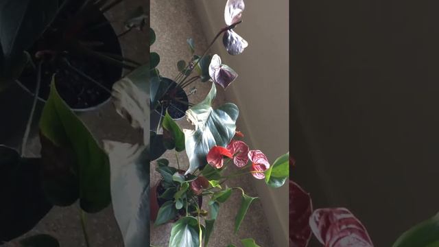 Anthurium Problems смотреть онлайн