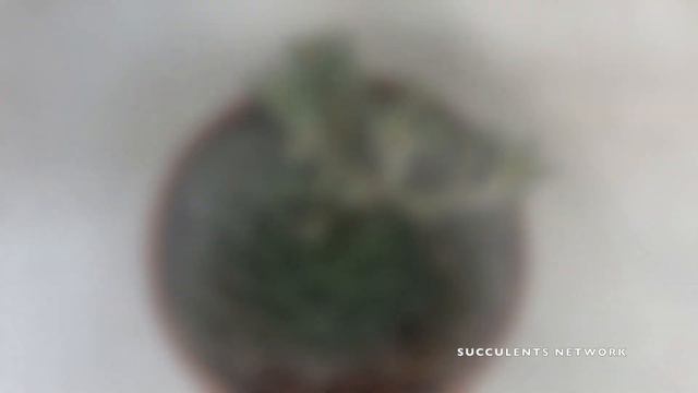 How To Grow & Care For Graptopetalum Bellum