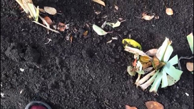 Ирисы в октябре, готовим к зимовке.. смотреть онлайн