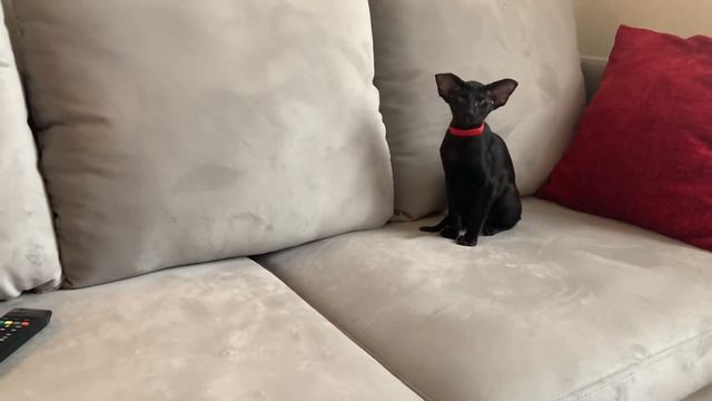 Sultan ? Black Oriental Shorthair Male
