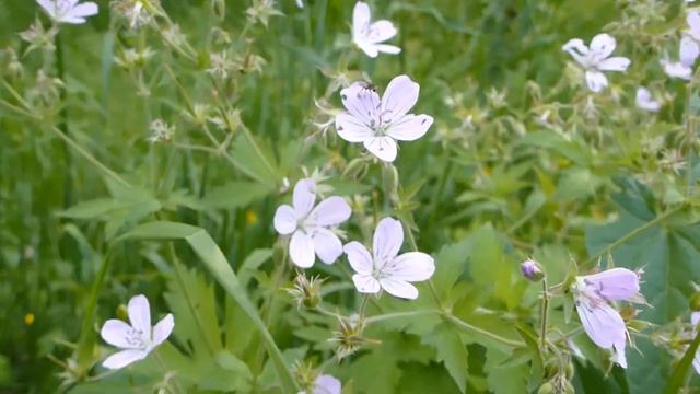 Герань луговая (Geranium pratense) смотреть онлайн