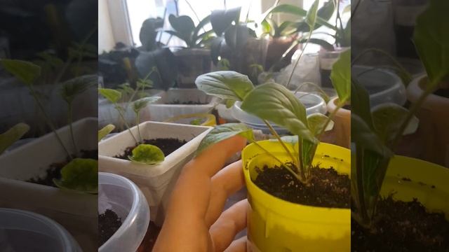 Герберы из семян. Самым взрослым 6 месяцев. смотреть онлайн