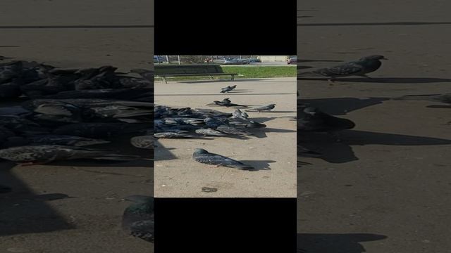 Стая голубей смотреть онлайн