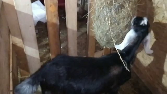 БЕЛОМЫШКА У КОЗЛА//ЛЕЧИМ!