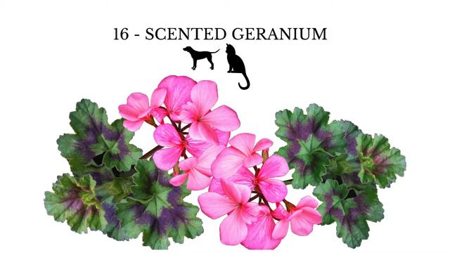 These 37 Plants Are Toxic to Pets (Dogs, Cats, Horses) смотреть онлайн