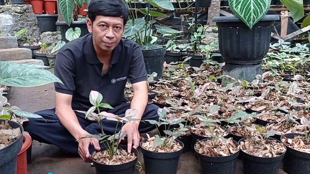 TIPS MERAWAT SYNGONIUM PINK SPLASH