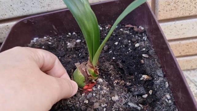 Гиппеаструмы, версия ЖАРА! смотреть онлайн