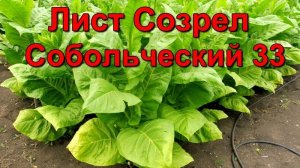 Созревание листа и первая ломка сорт Табака  Собольческий 33.