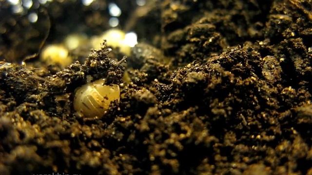 Achatina Fulica Newborns Babies From Eggs. Giant African Land Snail