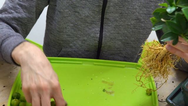 Calamondin Indoor Bonsai, Citrus Bonsai Vorbereitung aus Ikea Pflanze смотреть онлайн