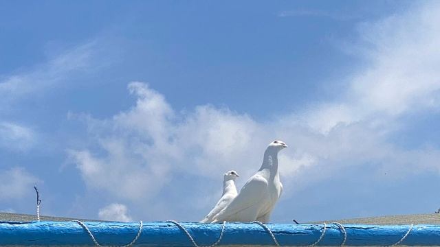 „Погружение в Любовь»,сборник стихов 2 ❤️ смотреть онлайн