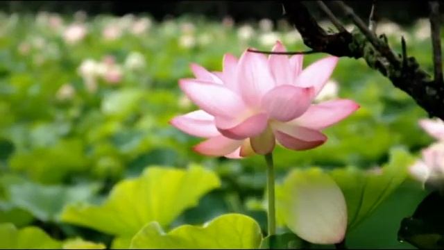 Nikon D 90 HD Video Test смотреть онлайн