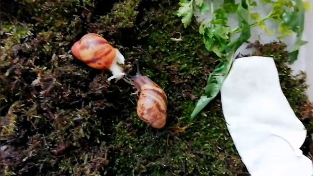 Заселение архахатин. Мельнькие улитки. смотреть онлайн