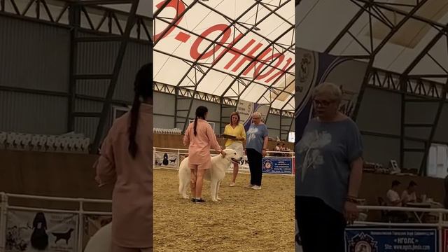 Маремма ❤️Абруццкая овчарка❤️Чемпион России👑 Венера смотреть онлайн