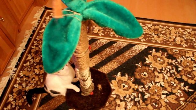 как приучить кошку к когтеточка пальма смотреть онлайн