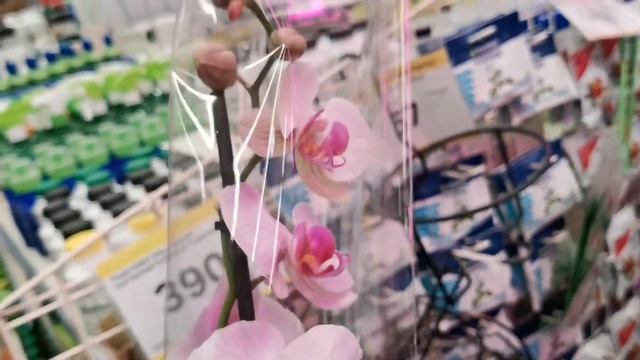 Пират Пикоти и другие орхидеи в свежем завозе орхидей Леруа Мерлен г. Омск. смотреть онлайн