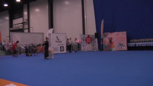 Открытый-Фристайл - Свечина Екатерина и Голден ретривер Lammin suo irvin altman