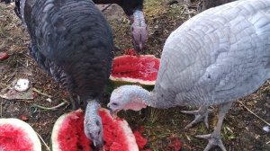 Индюки Бронза широкогрудая плюсы и минусы