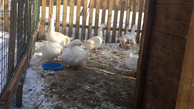 Где же я раздобыла Моих гусей/ На каком хозяйстве приобрела Яйцо гусей Линда смотреть онлайн