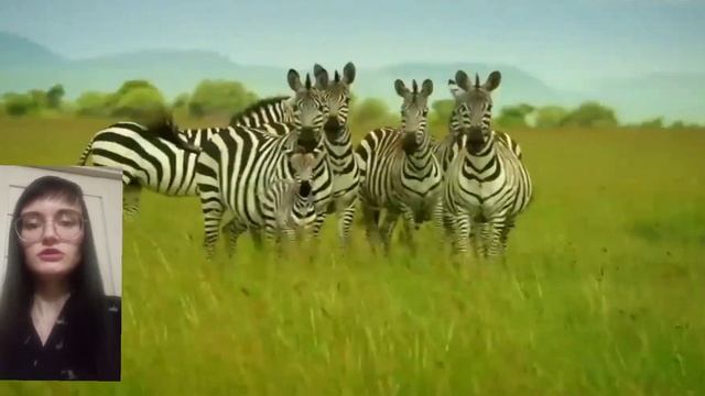 Зачем зебре полоски смотреть онлайн