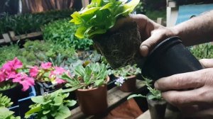 АГЕРАТУМ. Секреты Ухода и Выращивания. агератум как правильно вырастить. видео