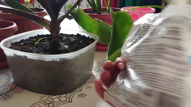 Ауадай қажет калий.Уиде гүлдерге күтім жасау.Гүлдер әлемі.#гүлдер #өсімдік смотреть онлайн