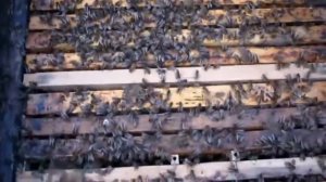 Пчеловодство  Как выводить  элитных маток с помощью Джентерского сота. #Джентерский_сот