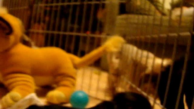 щенки йорка и шпица 6 недель смотреть онлайн