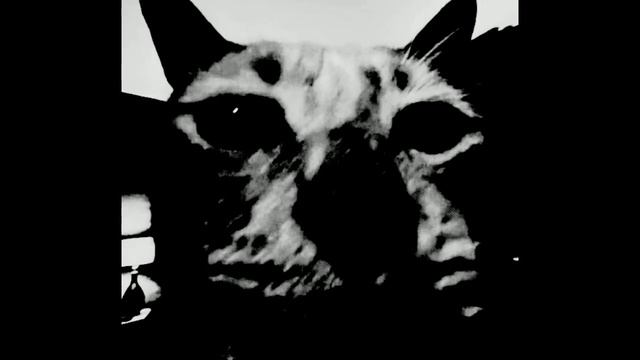 мем жуткие лица но это кот смотреть онлайн