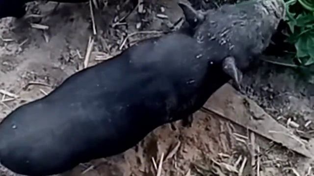 С ЧЕГО МЫ НАЧИНАЛИ I НАШЕ ХОЗЯЙСТВО I СВИНЬИ I ИНДЮКИ I ПОРОСЯТА I СВИНОМАТКА I ХРЯК I ПРОСТО НАШЕ смотреть онлайн