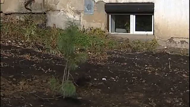 Посади Свое Дерево в Иркутске-2 смотреть онлайн