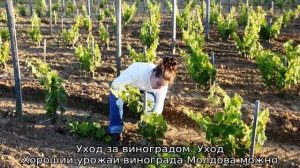 Виноград Молдова