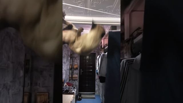 Тайский кот-скалолаз смотреть онлайн