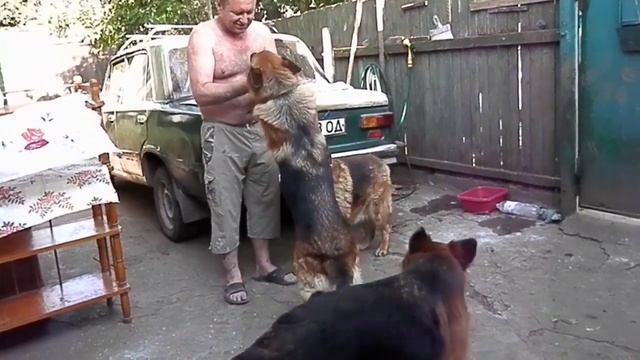 Четыре овчарки и хозяин. German Shepherds. Одесса. смотреть онлайн