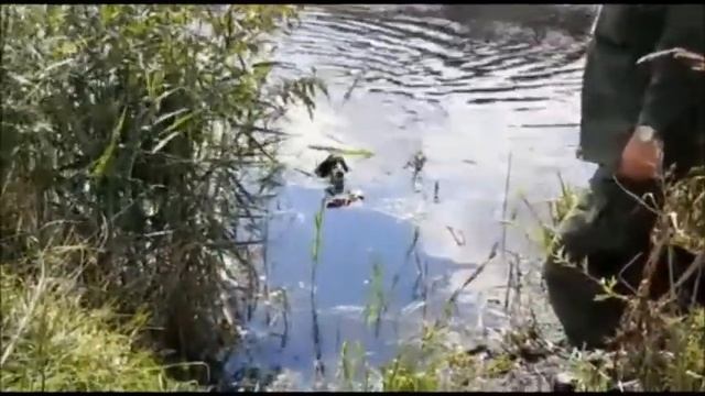 Обучение русского охотничьего спаниеля подачи птицы смотреть онлайн