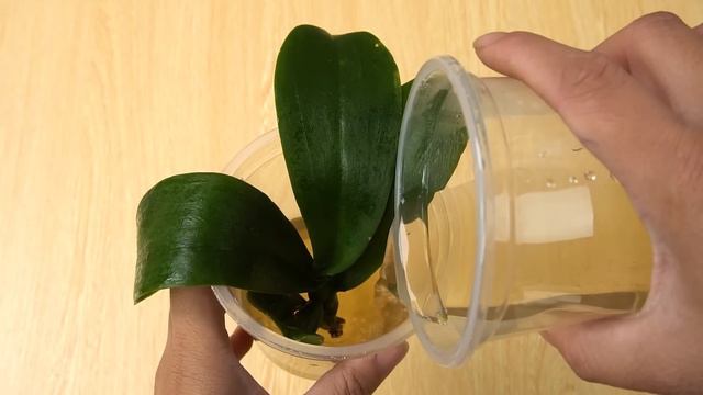 Never Throw Away Dead Orchids After Watching This! Growing Rootless Orchid In Water