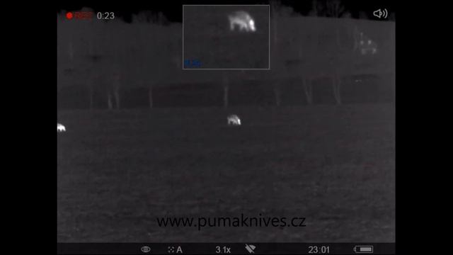 Wild Boar filmed with Pulsar Helion XQ38F смотреть онлайн