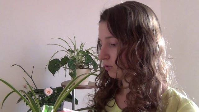 Вербицкая.Мои Комнатные растения.MTS